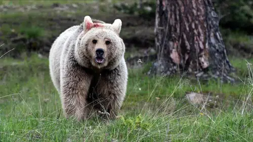 Ayı kabusu: Emekli polis ve askerler göreve çağrıldı