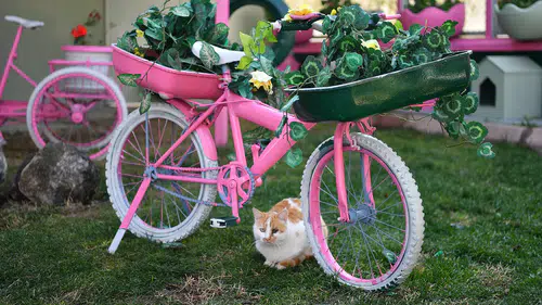 Sokak Kedileri İçin Tam Donanımlı Klinik!  Kedi Bakım Evi