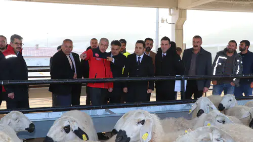 Yıldızeli'nde %70 Hibeli Koyun Desteğiyle Üretim Şahlanıyor