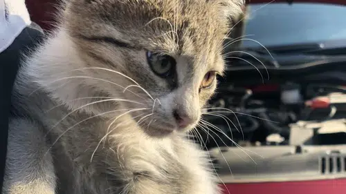 Kış Geldi! Motor Altındaki Tehlikeye Dikkat: Kaputa Vurmayı Unutmayın