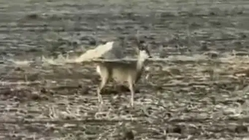 Hafik'te Şaşırtan Anlar: Nesli Tükenen Karaca Belirdi