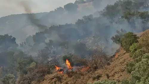 Aydın'da korkutan yangın alarmı: Alevler kontrolden çıktı!