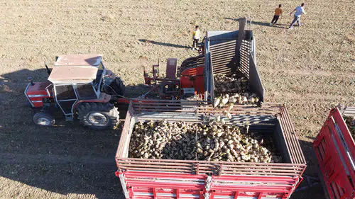 Şeker Pancarı Hasadı Sonunda Çiftçinin Yüzü Güldü!