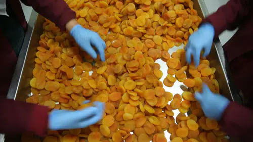 Zirai Don Fiyatları Nasıl Etkiledi? Hedef 300 Milyon Dolar Gelir