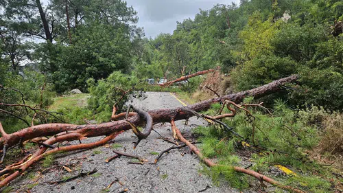 Muğla’da doğa felaketi! Dev çam ağaçları yolu kapattı