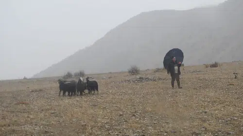 Dağda Mahsur Kalan 11 Keçi Nefes Kesen Operasyonla Kurtarıldı