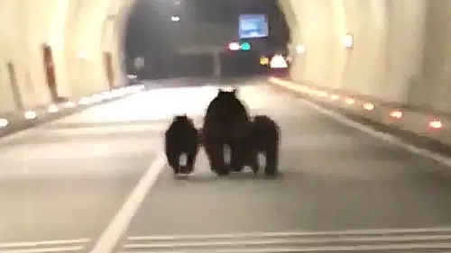 Amasra tünelinde sürpriz karşılaşma: Ayı ailesi tüneli bastı!