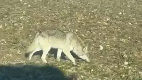 Sivas'ta Kurt İstilası: Uzman Hüseyin Yıldız’dan Kritik Uyarılar!