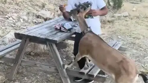 Dağ keçisini elleriyle besledi