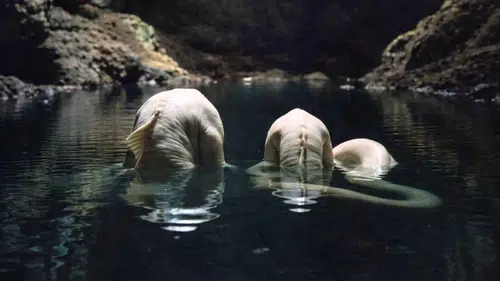 Kayıp Bir Dünyanın Kapıları Açıldı: Dev Mağarada 'Canavar' Boyutunda Yeni Canlılar.