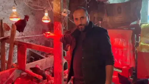 Tavuklarına müzik dinletti, verimi katladı