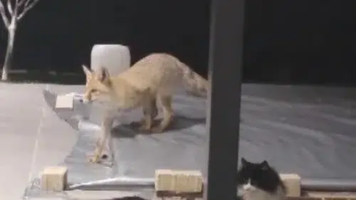 Tilki mamaya geldi, kedi tokadıyla geri döndü!