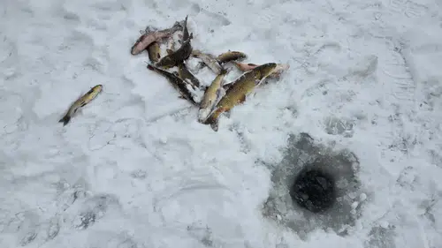 Sivas’ta Buz Tutan Nehirde Tehlikeli Ama İlginç Av