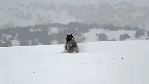 Gemerek’te Köy Yakınlarında Ayı Görüntülendi
