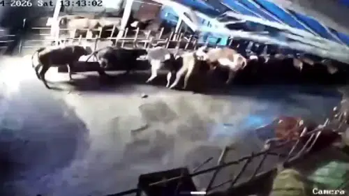 Yoğun Kar Yağışı Sivas’ta Ahır Çökmesine Neden Oldu