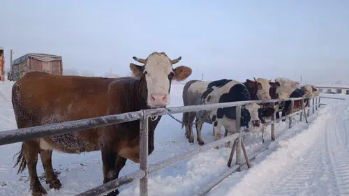 Türkiye’nin En Büyük Hayvan Pazarı Kar Yağışına Dayanamadı