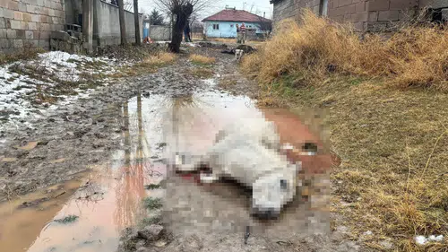 Vicdansızlık: At ve Eşeği Tüfekle Vurarak Öldürdüler!