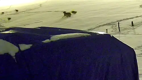 Aç Kurtların Köpek Avı Kamerada: Kurt Sürüsü Çiftliği Bastı