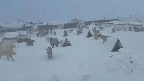 Sivas'ta Kar Boyu 4 Metreyi Aştı: Çiftlik Yolu Kapandı!
