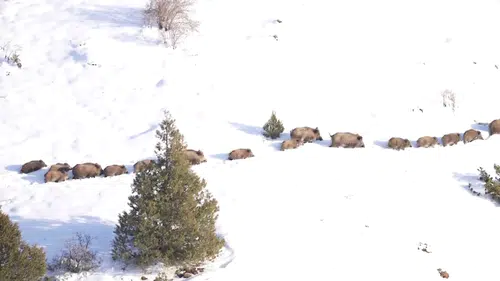 Sivas'ta -20 Derecede Şaşırtan Görüntü: Domuz Sürüsü Buzlu Suda!