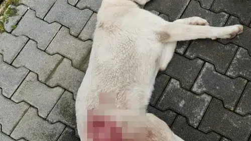 İnegöl’de vahşet! Tüfekle vurulan sokak köpeği yaşamını yitirdi