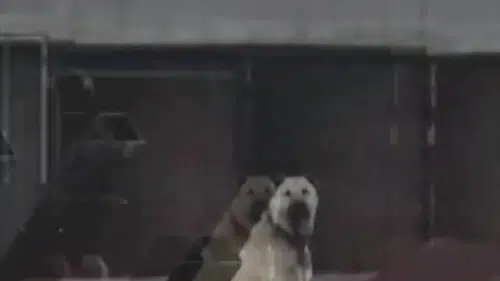 4.9’luk Depremi Kangal Köpekleri Önceden Haber Verdi