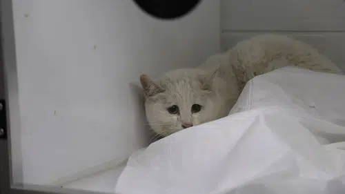 Yangından Kurtarılan 11 Kedinin Tedavisi İçin Seferberlik