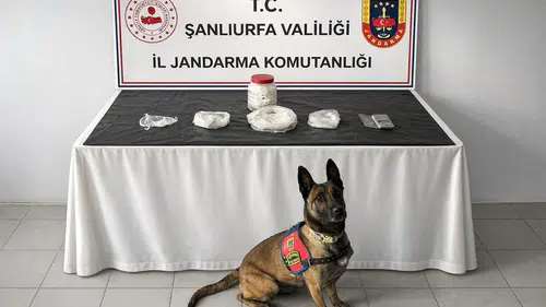 Narkotik köpekleri noktayı koydu, 538 gram zehir yakalandı