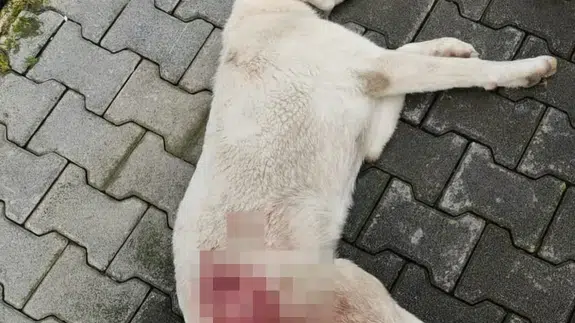 İnegöl’de vahşet! Tüfekle vurulan sokak köpeği yaşamını yitirdi