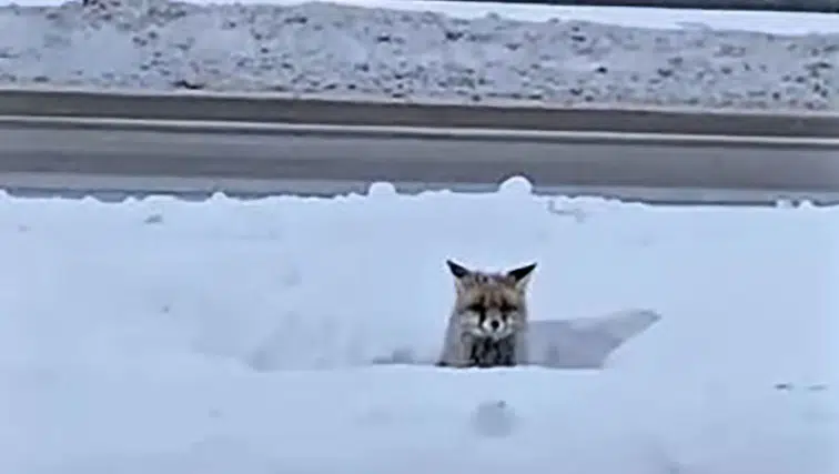 Sivas'ta Kar Esareti: Aç Kalan Yaban Hayvanları Şehre İndi