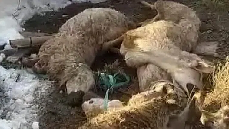 Kar Ağırlığı Çatıyı Çökertti: Ahırda 54 Hayvan Telef Oldu