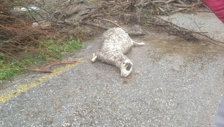 Söke’de sel felaketi! 46 koyun sulara kapıldı