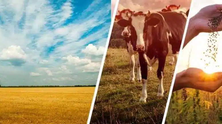 Tarımsal destek ödemeleri bugün yatırılacak