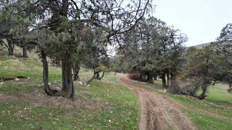 Tokat'ın Asırlık Ardıç Ormanı: Şehit Kanından Filizlenen Kutsal Miras!