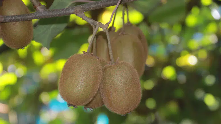 Coğrafi İşaretli: İl Ekonomisine 500 Milyon TL Katkı!