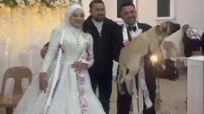 Düğün Hediyesi Şaşırttı: Damada 100 Bin Liralık Çoban Köpeği Hediye!