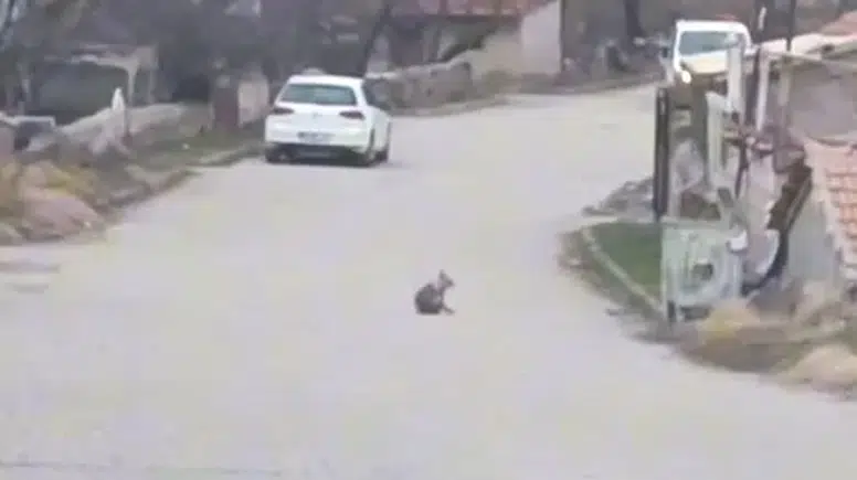 Gemerek’te Sokak Aralarında Görüntülenen Tilki Dikkat Çekti