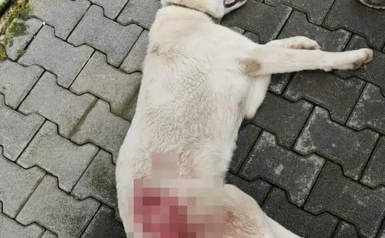 İnegöl’de vahşet! Tüfekle vurulan sokak köpeği yaşamını yitirdi