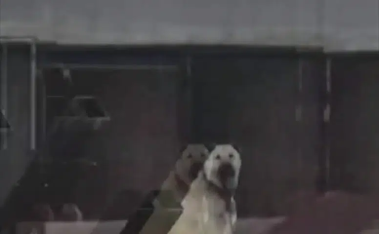 4.9’luk Depremi Kangal Köpekleri Önceden Haber Verdi