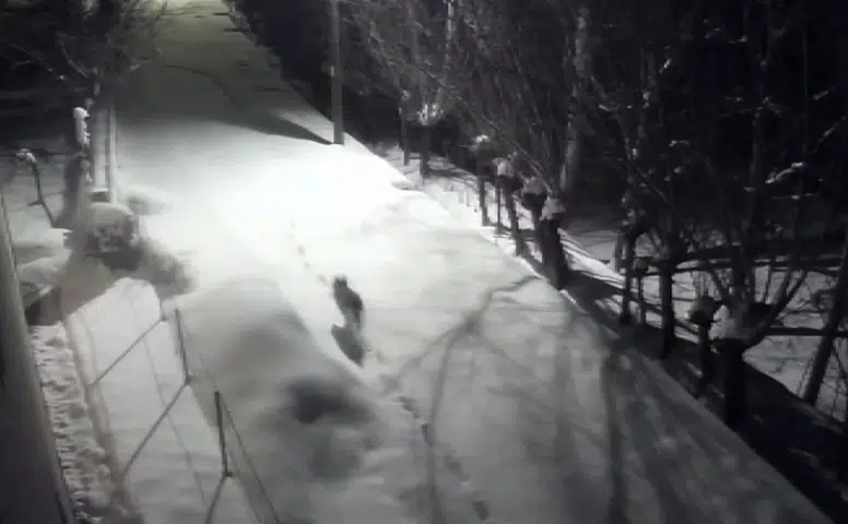 Tedirgin Eden Görüntü: Aç Kurtlar Kapıya Kadar Geldi