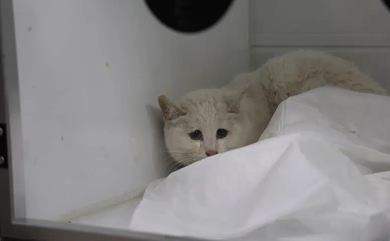 Yangından Kurtarılan 11 Kedinin Tedavisi İçin Seferberlik