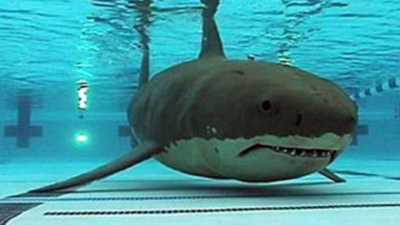 Dünyanın En İlginç 10 Mesleği 8