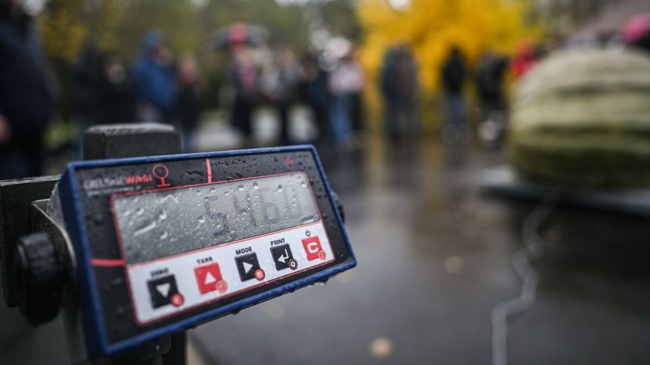 Dev Bal Kabağı Yarışması ( 546 kilogram ) 1