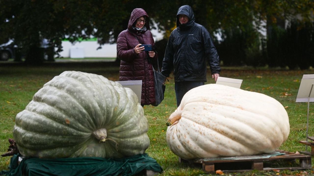Dev Bal Kabağı Yarışması ( 546 kilogram ) 10
