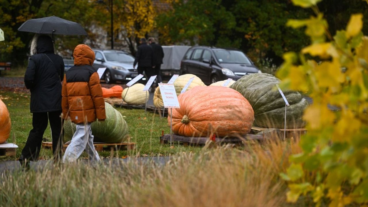 Dev Bal Kabağı Yarışması ( 546 kilogram ) 3