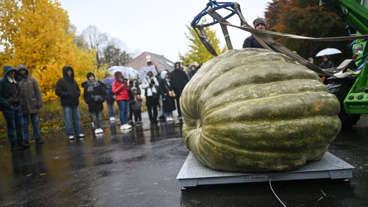 Dev Bal Kabağı Yarışması ( 546 kilogram ) 6