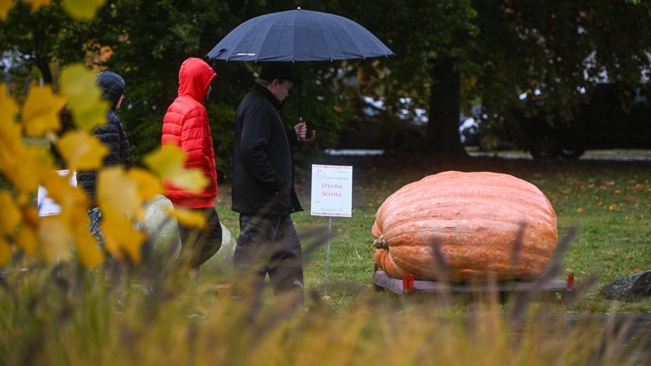 Dev Bal Kabağı Yarışması ( 546 kilogram ) 15