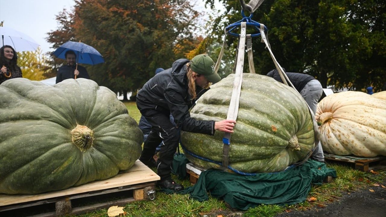 Dev Bal Kabağı Yarışması ( 546 kilogram ) 5