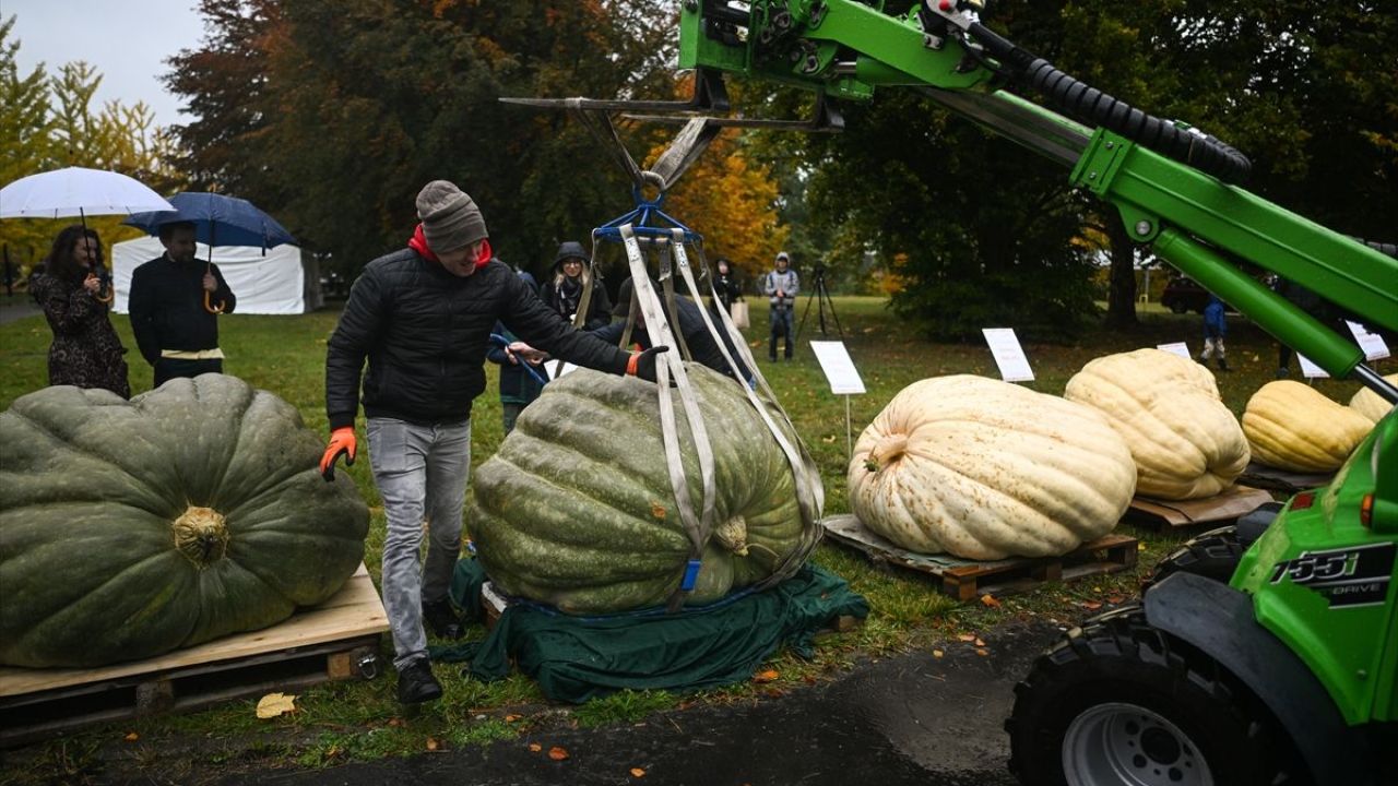 Dev Bal Kabağı Yarışması ( 546 kilogram ) 7