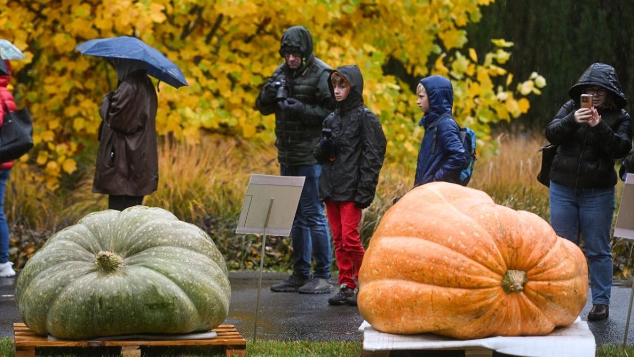 Dev Bal Kabağı Yarışması ( 546 kilogram ) 11